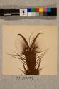Foot of Horse Fly, 49X