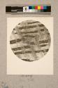 Elm, vertical section, 20X