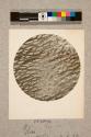 Elm, Oblique section, 20X