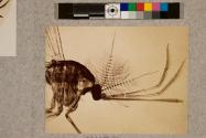 Gnat, 18X