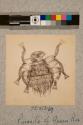 Parasite of Queen Bee, 23X