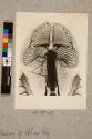 Proboscis of Blow Fly, 44X