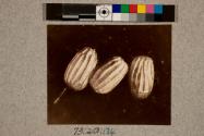 Eggs of Waved Umbre Moth