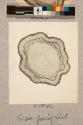 Growing point of Fig Tree, transverse section, 17X