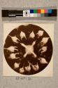 Polycistina grouped, 42X