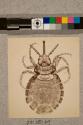 Parasite of Elephant, female, 23X