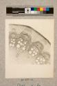 Stem of Clematis flammula, transverse section, 12X