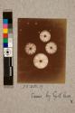 Diatom by spot lens, 50X