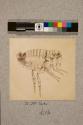 Flea of Man, male, 19X