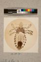 Parasite of Ox, male, 34X