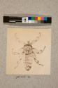 Parasite of Flying Fox or Bat of India, 17X