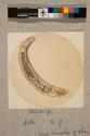 Earthworm: transverse section, 9X