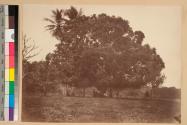 Mango Tree, near Pinogana.
