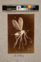 Herbage Fly