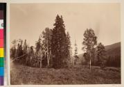 Munger's Trees, Upper Bear River, Uintah