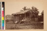 Native Hut, Turbo