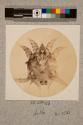 Itch or Mauge Insect of Horse, 42X