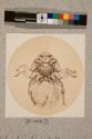 Sheeptick, male, 17X