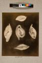 Foraminifera, 58X
