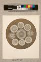 Grouped Spines of Sea Urchin, transverse section, 9X