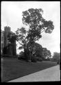 Sycamore Planted By Queen Mary Scone Palace