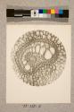 Pteris Aquilina, transverse section, 99X