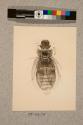 Water Beetle