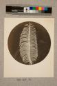 Antenna of Vapourer Moth, 12X