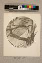 Spiracle of Blow Fly, 49X