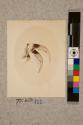 Claws from Foot of House Spider, 209X