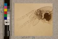 Flea of Man, Pulex Irritaus, 125X