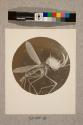 Gnat, 9 1/2X