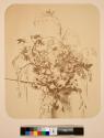[Flower study]