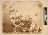 [Plant study]