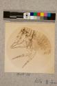 Performing Flea, female, 17X