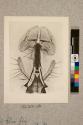 Proboscis, etc. of Blow Fly, 31X