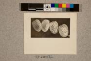 Eggs of Waved Umbre Moth, 22X