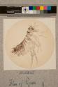 Flea of Pigeon, male, 22X