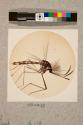Gnat, 10X