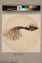 Antenna of Cock-chafer, 17X