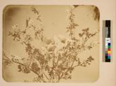 [Flower study]