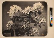 [Flower study]
