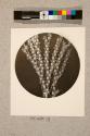 Coralline, Acarmarchis Plumosa X.14