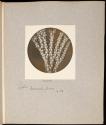 Coralline, Acarmarchis Plumosa X.23
