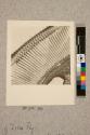 Section thru Eye of Drone Fly showing rods & cones, 132X