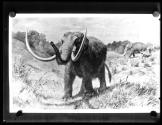 [Prehistoric Animals]