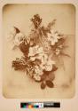 [Flower study]