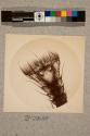 Foot, Pulvilli and Comb of Parasite of Queen Bee, 104X