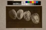 Eggs of Waved Umbre Moth, 49X