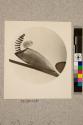 Eggs of Horse Fly, 45X